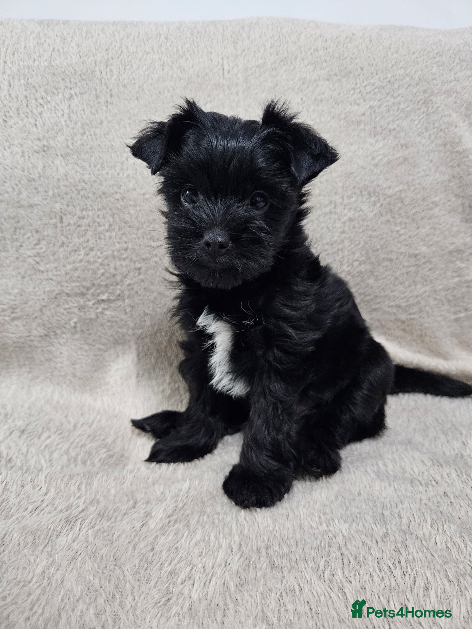 Yorkshire Terrier dogs Yorkshire terrier puppies - Advert 1