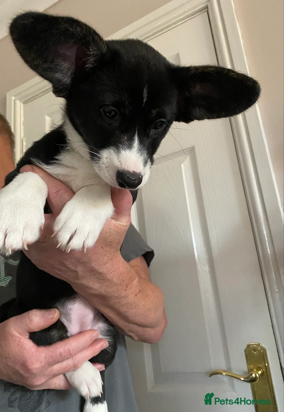 Welsh Corgi Cardigan dogs for sale: WELSH CARDIGAN CORGI GIRLS READY NOW - Advert 9