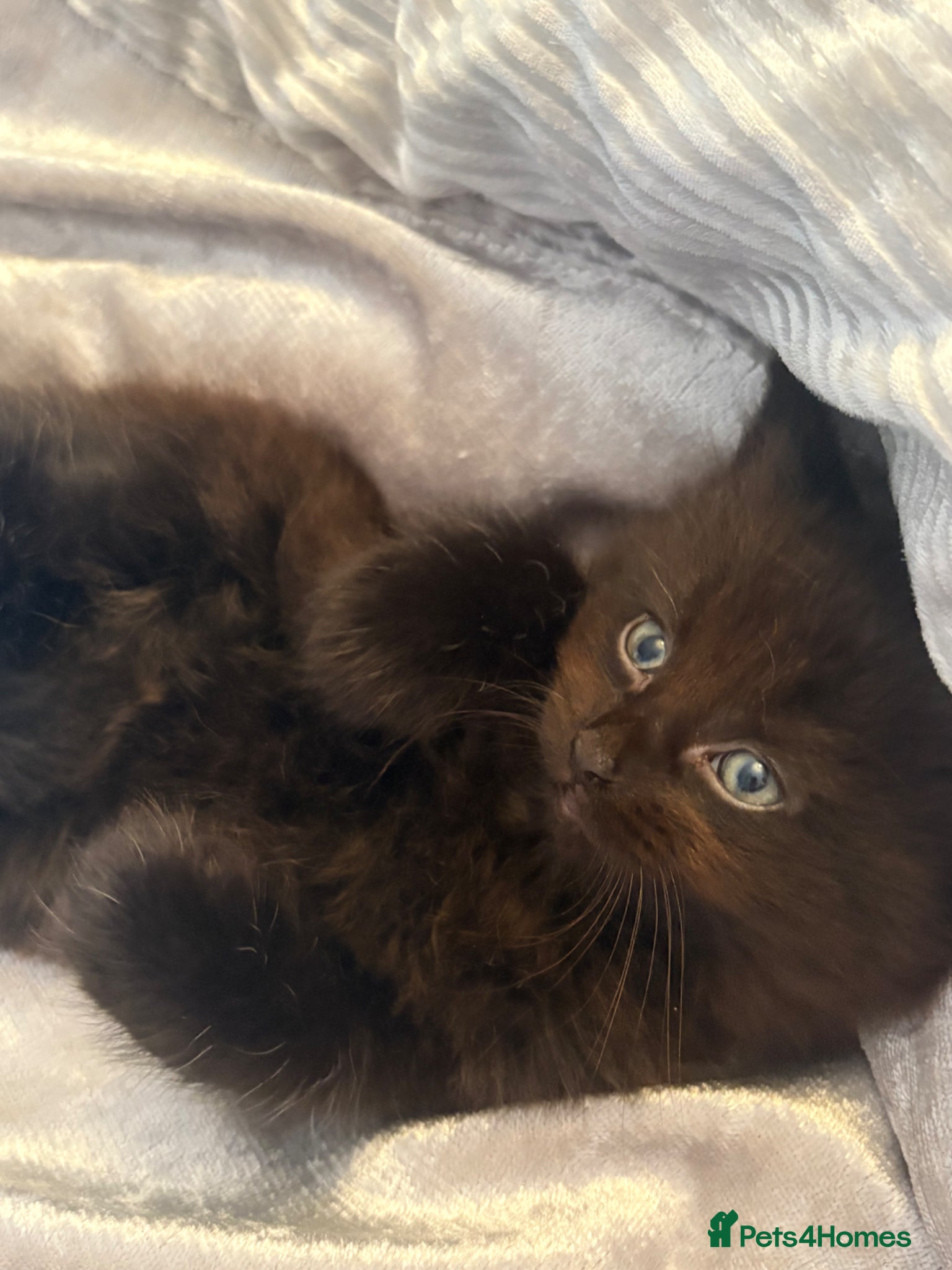 Mixed Breed cats for sale: Half maincoon - Advert 2