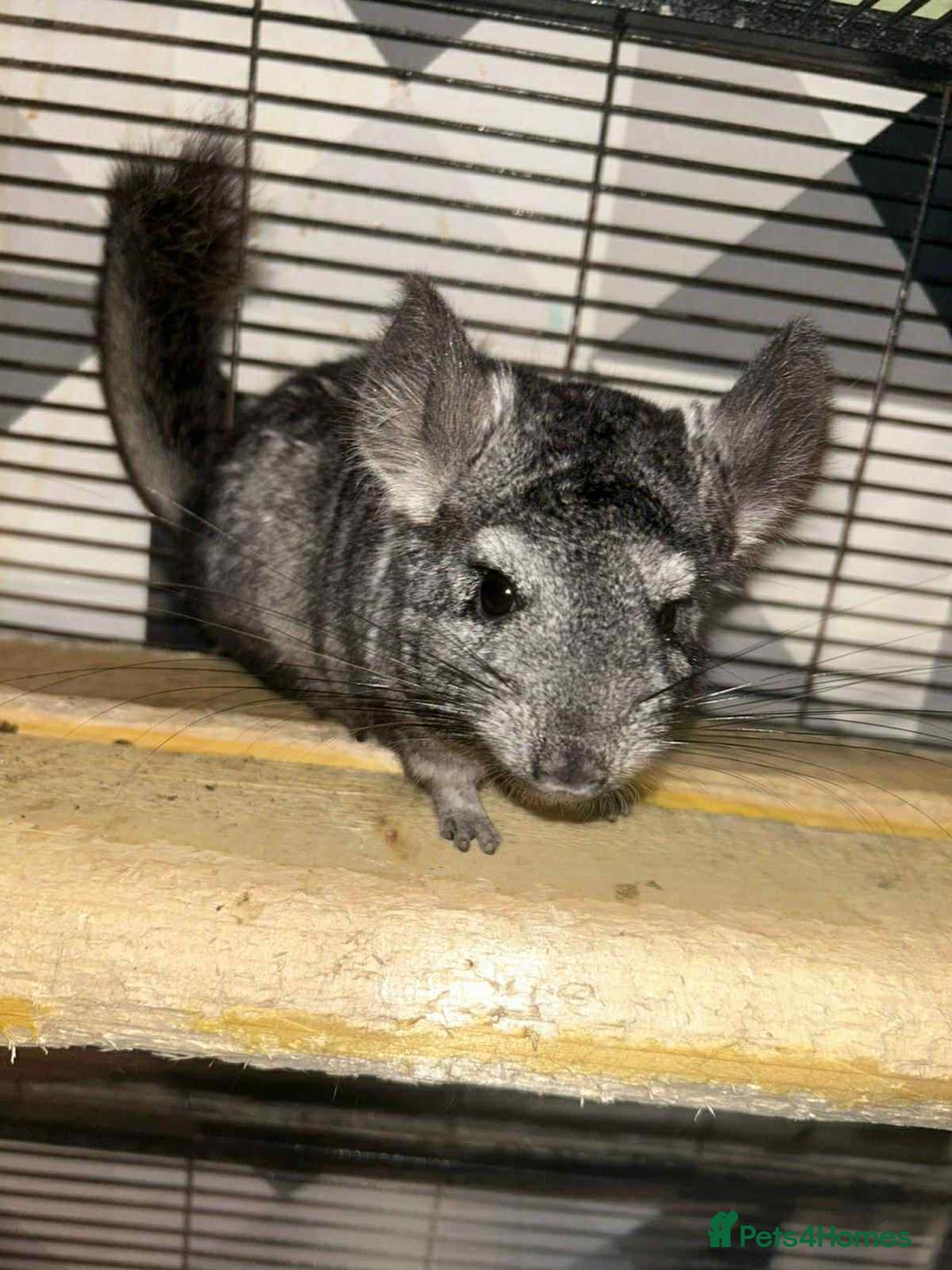 Chinchilla rodents for sale: Stunning little Female Chinchilla £80 - Image 6