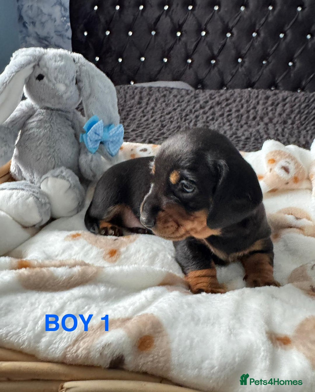 Dachshund dogs for sale: STUNNINGLY,  GORGEOUS DACHSHUND PUPPIES 🐶 😍  - Image 3