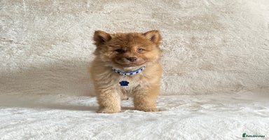 Chow Chow dogs - Advert 10