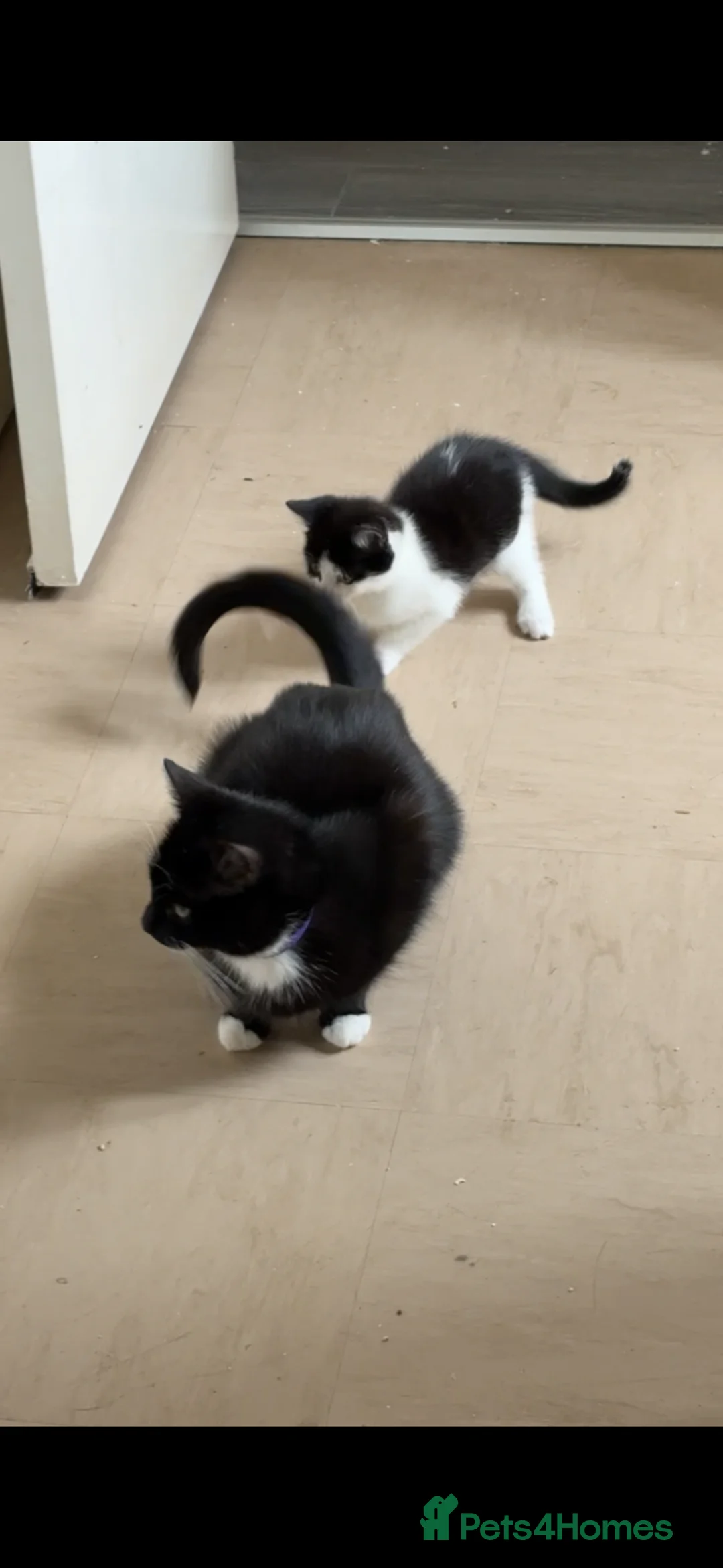 Mixed Breed cats for sale: Kittens for sale - Advert 1
