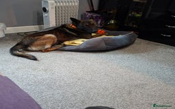 Belgian Shepherd Dog dogs for sale: Male  - Advert 6