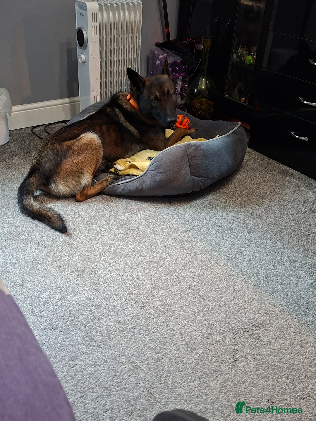 Belgian Shepherd Dog dogs for sale: Male  - Advert 6