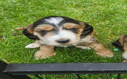Cockapoo dogs for sale: Cockapoo Puppies - Image 10