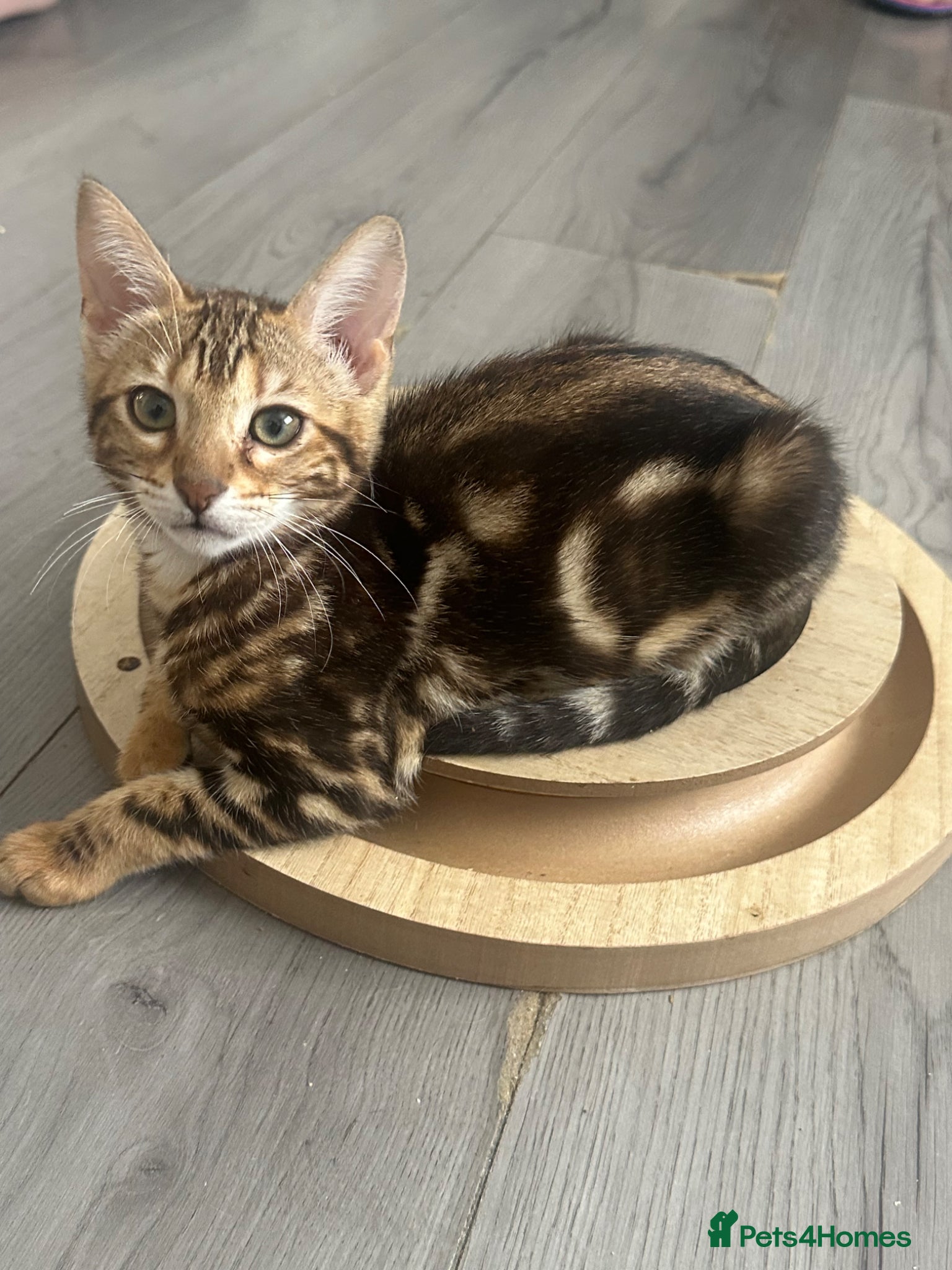 Bengal cats Stunning pure breed Bengal kittens - Advert 6
