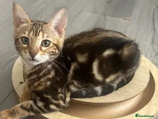 Bengal cats Stunning pure breed Bengal kittens - Advert 6