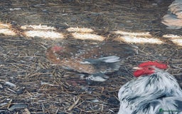 Chickens poultry for sale: Silkie and Bantams for sale - Image 2