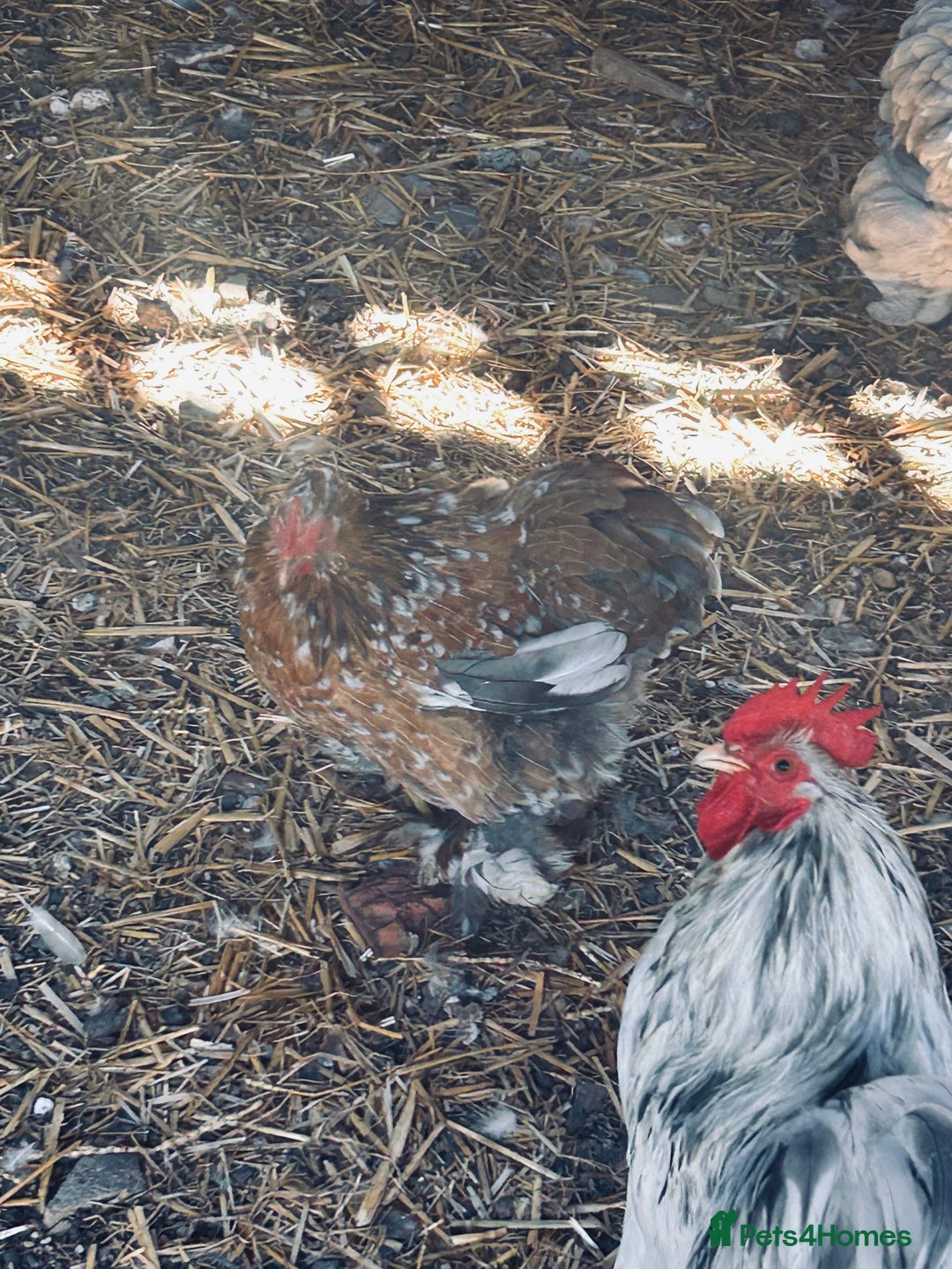 Chickens poultry for sale: Silkie and Bantams for sale - Image 2