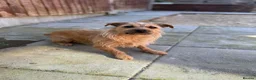 Mixed Breed dogs for sale: 3x 3/4 border terrier 1/4 jack Russel dogs  - Advert 6