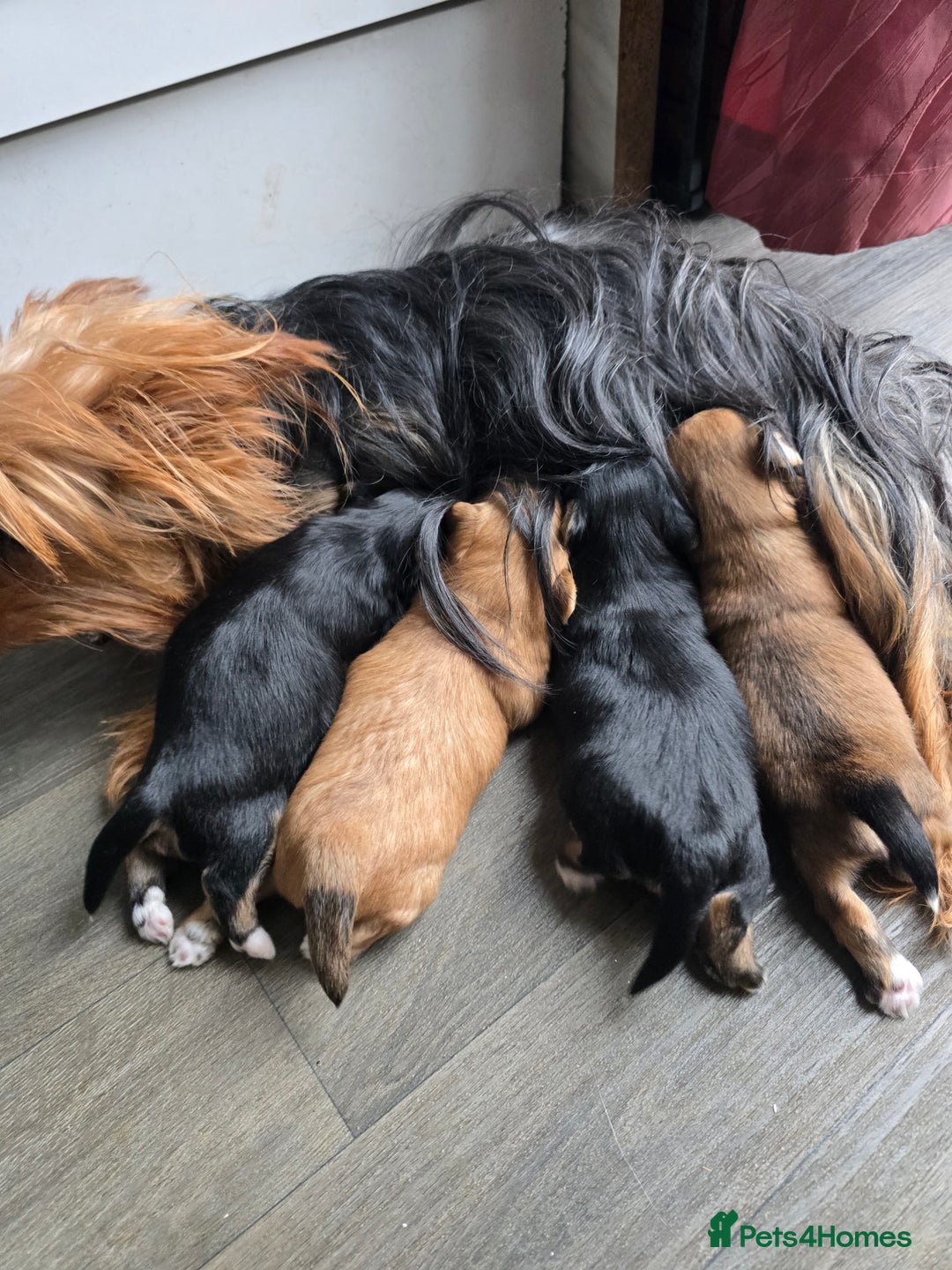 Morkie dogs for sale: Morkie puppies for sale - Image 3