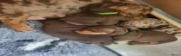 Miniature Dachshund dogs for sale: ​🐾 Beautiful Miniature Dachshund Puppies 🐾 - Advert 10