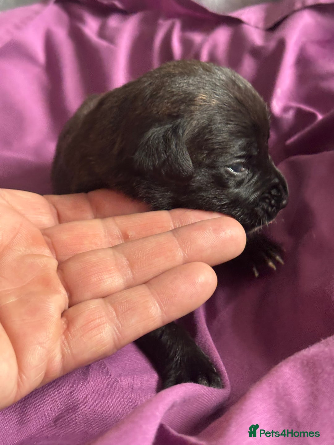 Mixed Breed dogs for sale: Cane corso puppys - Advert 34