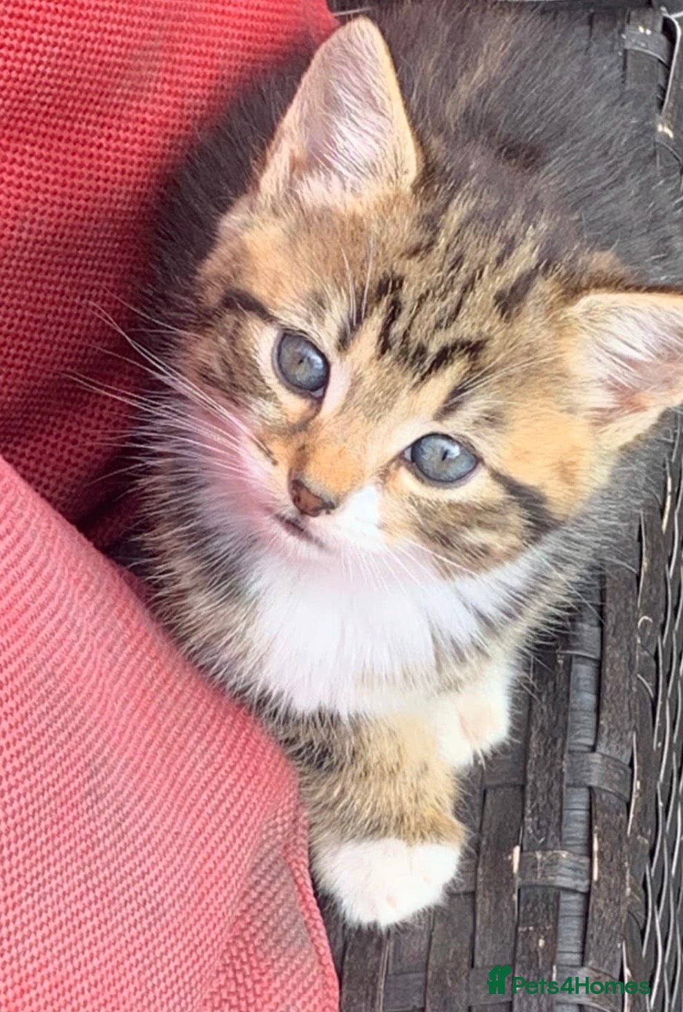 Mixed Breed cats for sale: 4 kittens ready for new homes - Advert 1