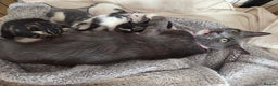 Mixed Breed cats for sale: 4 beautiful mixed breed kittens  - Advert 1