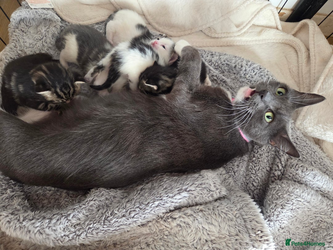 Mixed Breed cats for sale: 4 beautiful mixed breed kittens  - Advert 1