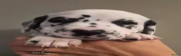 Dalmatian dogs for sale: SUPERB KC REGISTERED DALMATIANS - Advert 2
