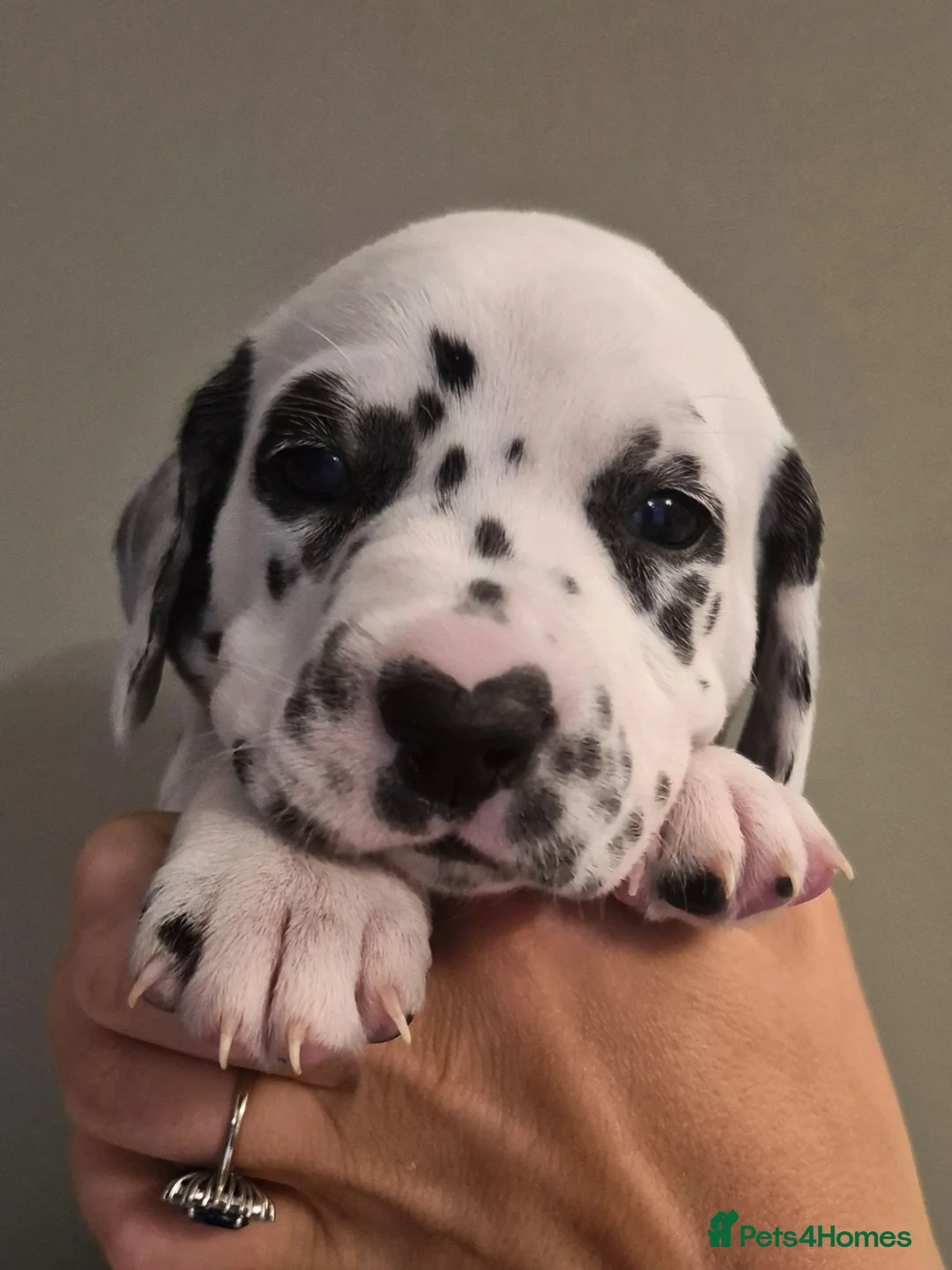 Dalmatian dogs for sale: SUPERB KC REGISTERED DALMATIANS - Advert 2
