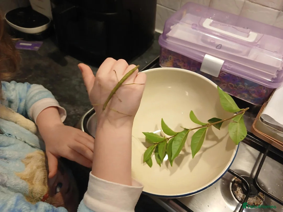 Stick Insects invertebrates for sale: Indian stick insects  - Advert 1