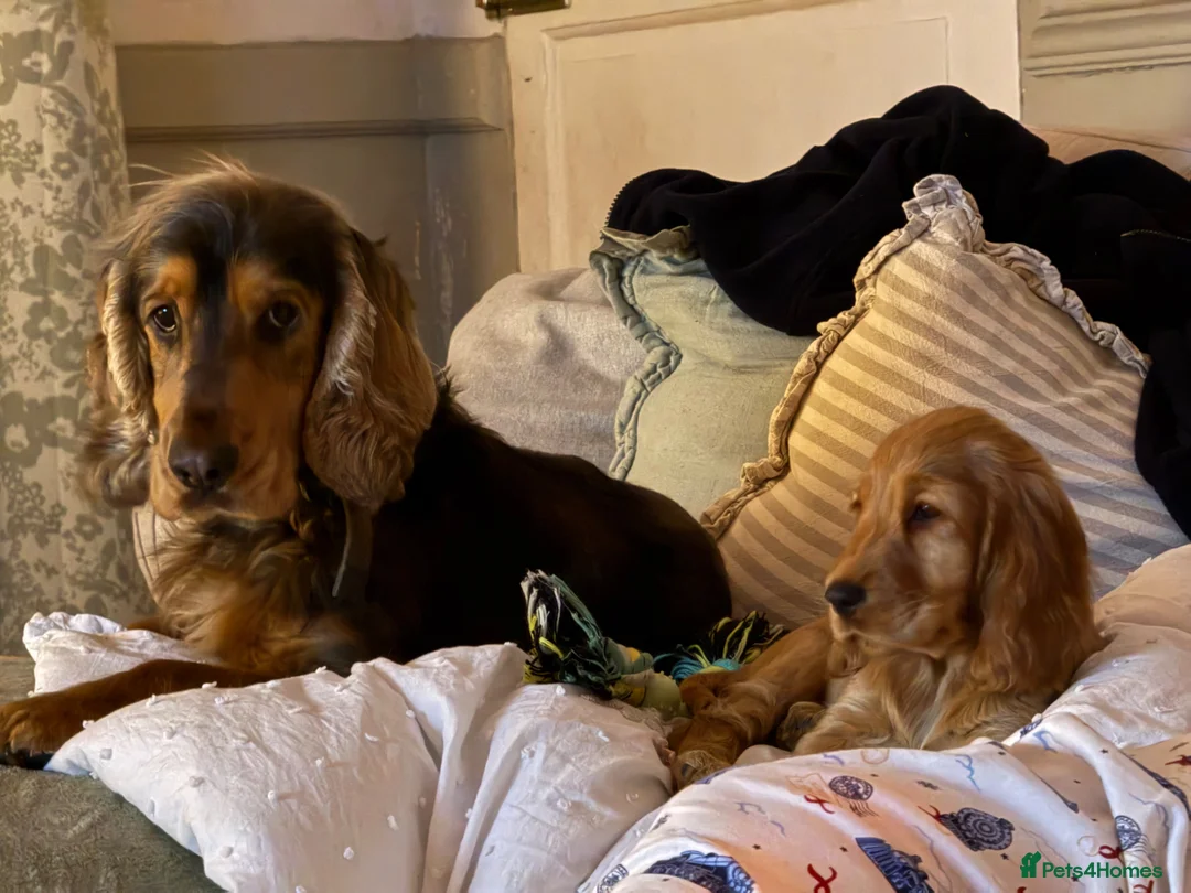 Cocker Spaniel dogs for sale: Golden Cocker girl in Warminster - Advert 4