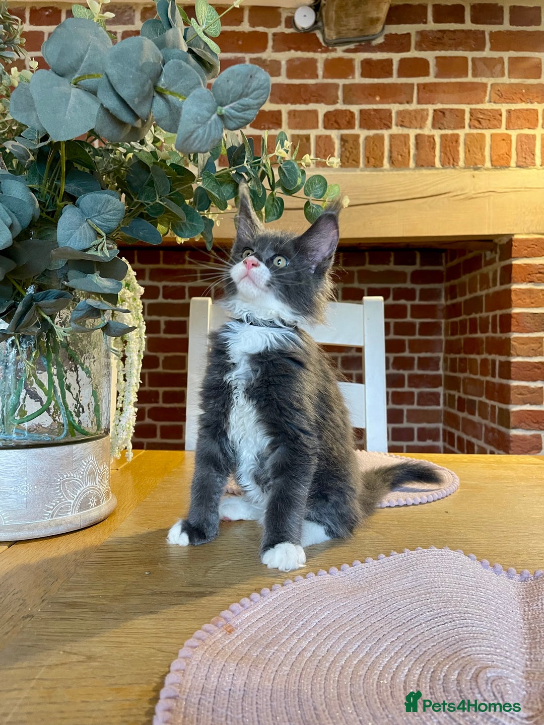 Maine Coon cats for sale: 😻GCCF HUGE RUSSIAN/GERMAN IMPORT MC KITTENS 😻 - Image 4