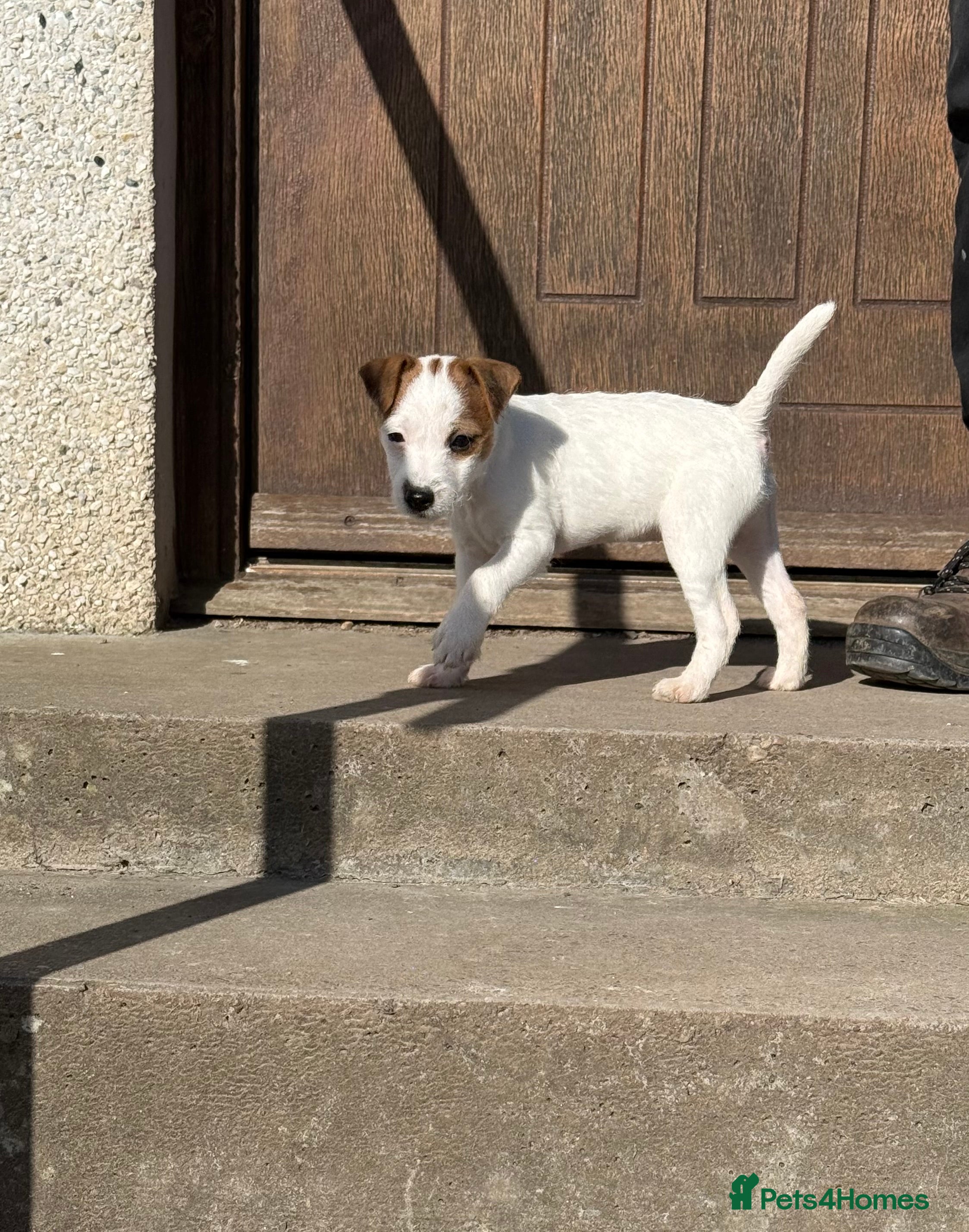 Parson Russell dogs Parson Russell Terrier - Advert 1