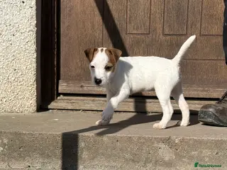 Parson Russell dogs Parson Russell Terrier - Advert 1