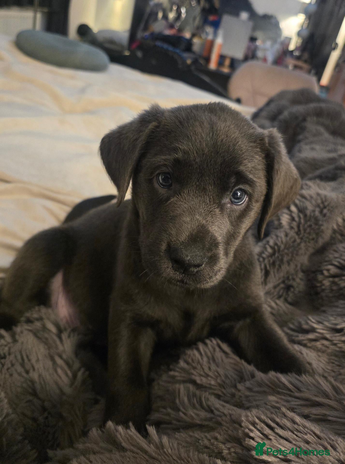 Labrador Retriever dogs for sale: Champion bloodline pedigree labrador silver charco - Advert 1