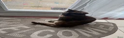 Mixed Breed cats for sale: Adorable cat in Ashford - Advert 1