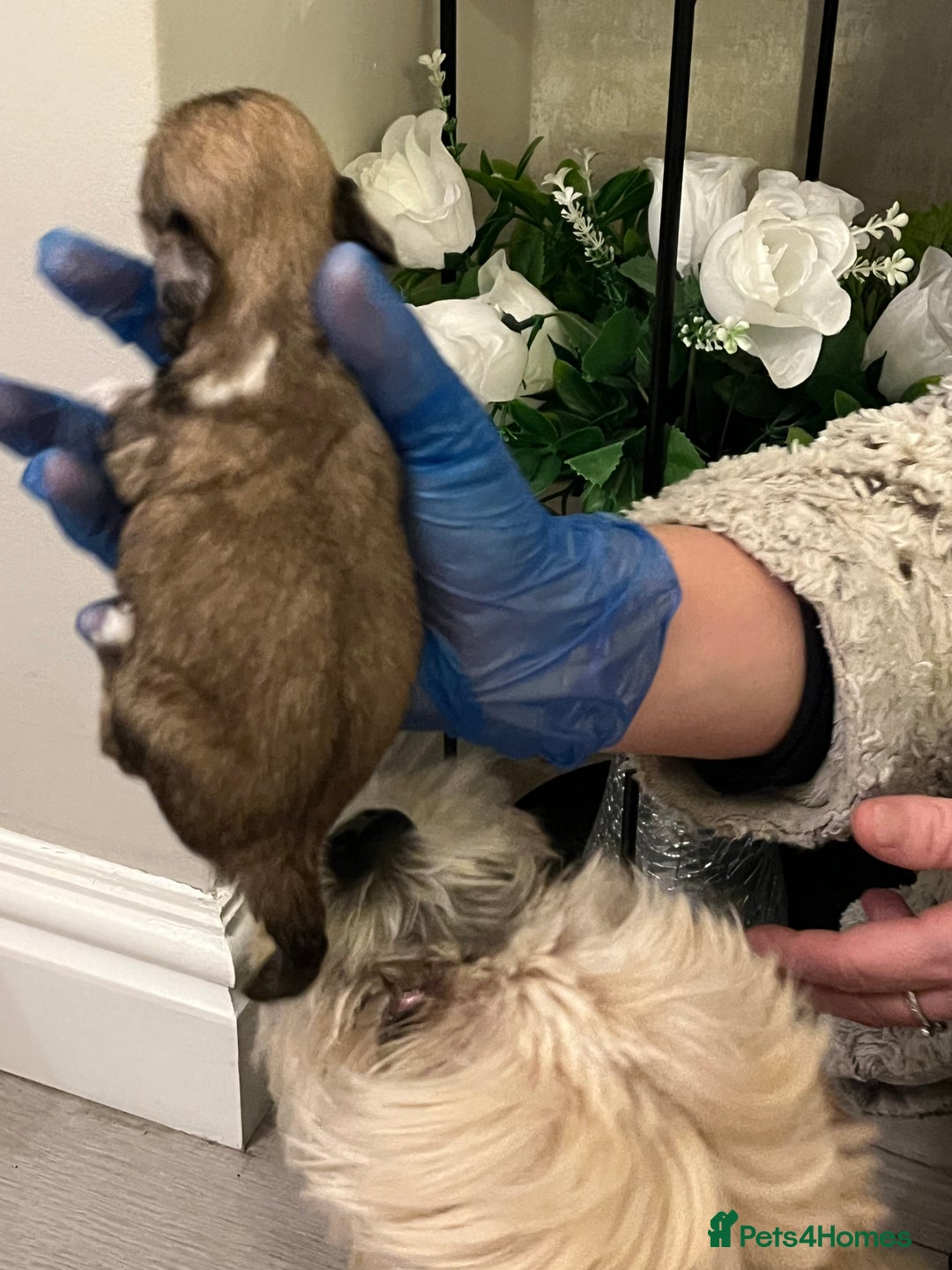 Lhasa Apso dogs for sale: 4 stunning pedigree Lhasa apsos for sale  - Image 7