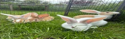 Continental Giant rabbits for sale: Various Continental Giant babies available  - Advert 2