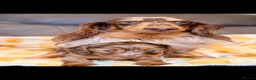 Miniature Dachshund dogs for sale: EXCEPTIONAL LONGHAIRED MINIATURE DACHSHUND PUPPIES - Advert 6