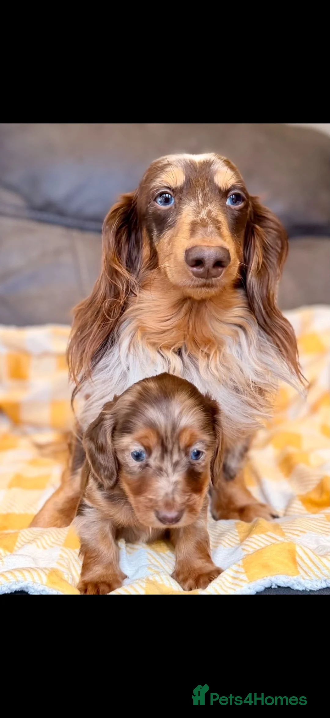 Miniature Dachshund dogs for sale: EXCEPTIONAL LONGHAIRED MINIATURE DACHSHUND PUPPIES - Advert 6