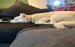 Siberian Husky dogs for sale: 8 month old female husky  - Advert 3