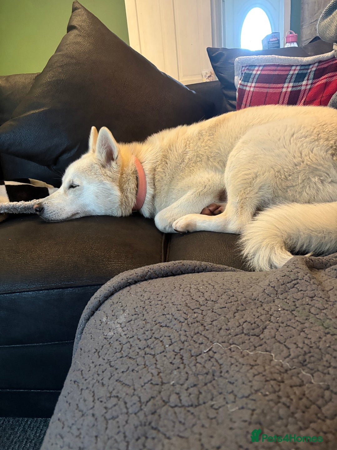 Siberian Husky dogs for sale: 8 month old female husky  - Advert 3