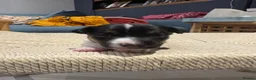 Jack Russell dogs for sale: 5 Jack Russell Puppies for Sale - Advert 21