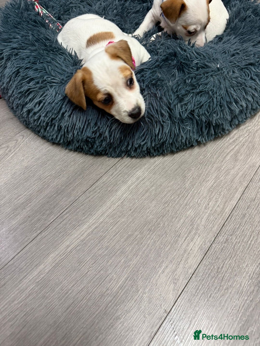 Jack Russell dogs for sale: 8 Week Old Jack Russel Puppies  - Advert 27