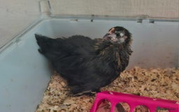 Chickens poultry for sale: 2 pekin pullets - Image 3