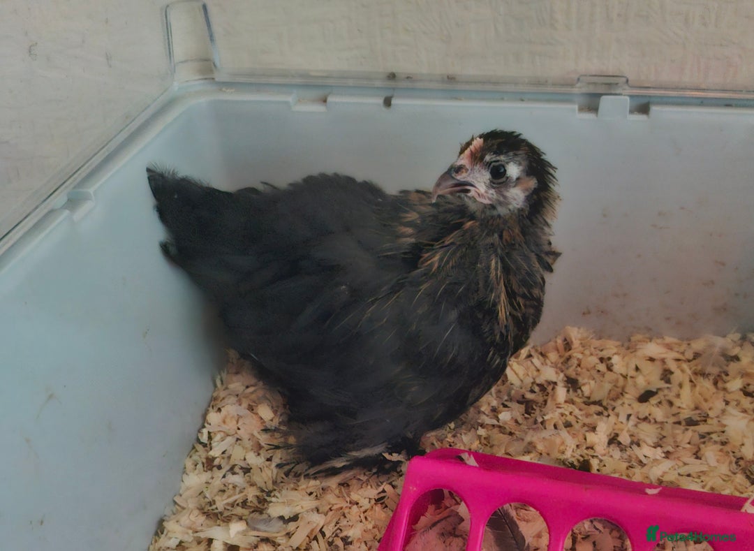Chickens poultry for sale: 2 pekin pullets - Image 3