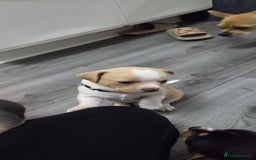 Mixed Breed dogs for sale: Adorable F1b Bullhuahua puppies - Image 24