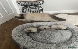 Ragdoll cats for sale: Snowy kitty for sale  - Image 2