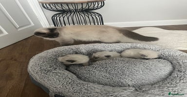 Ragdoll cats - Advert 3