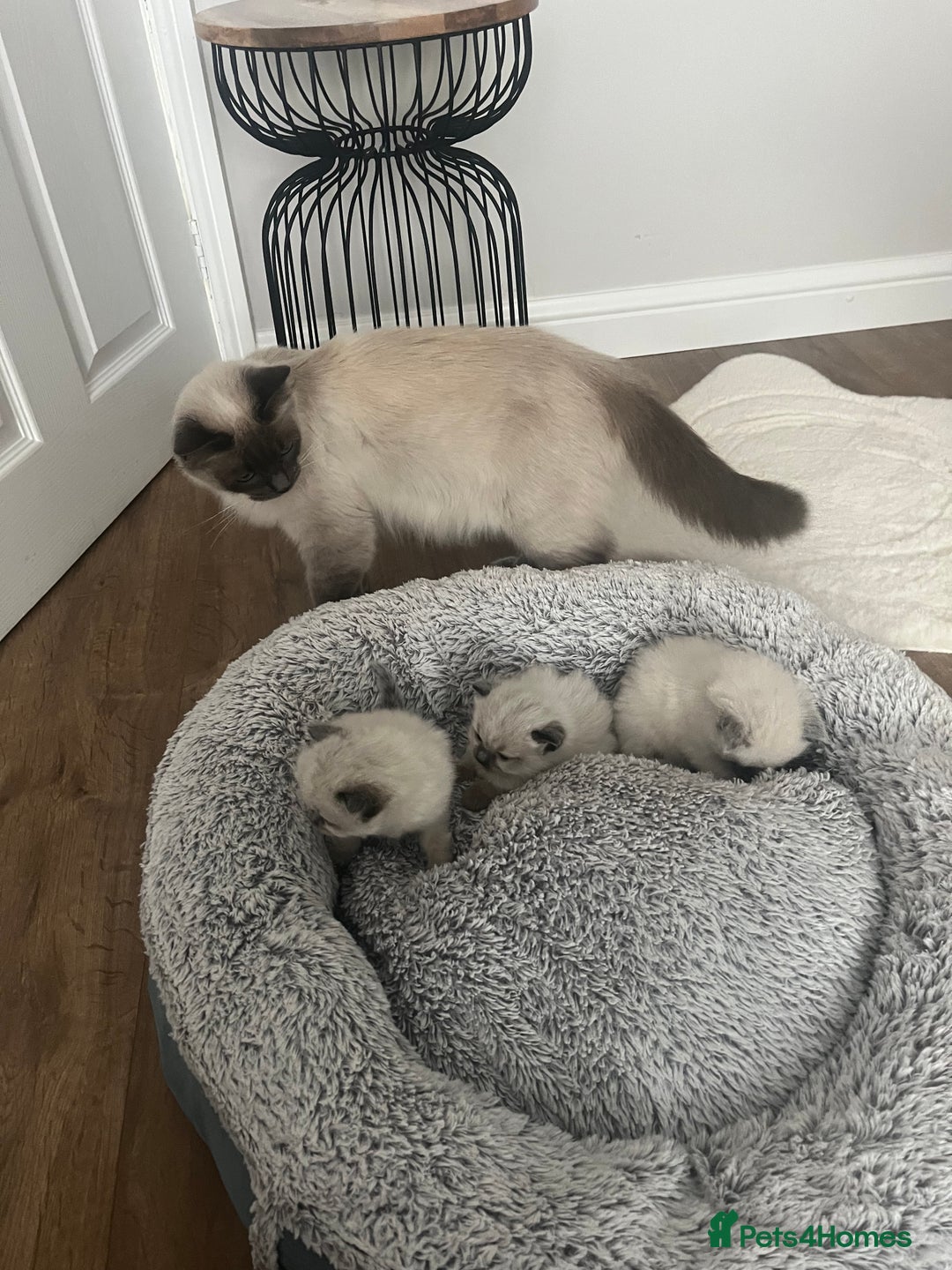 Ragdoll cats for sale: Snowy kitty for sale  - Image 2