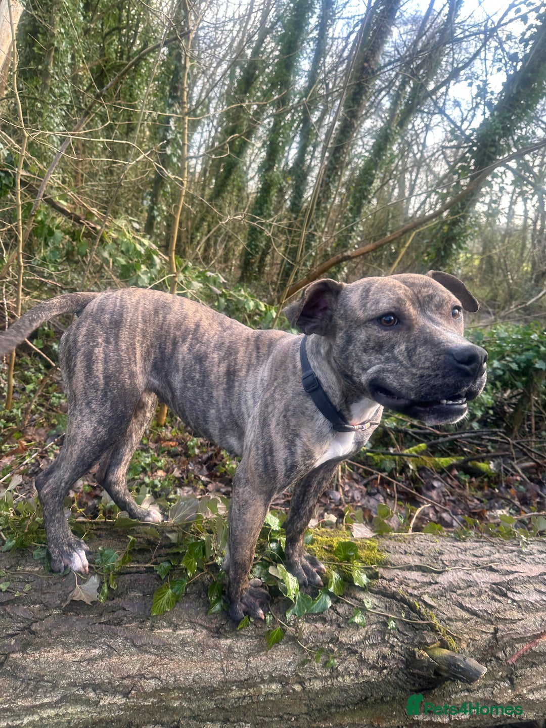 American Bull Staffy dogs for sale: 2 year old female American staffy - Image 1