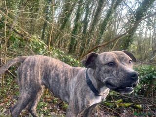 American Bull Staffy dogs 2 year old female American staffy - Advert 2