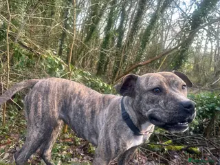 American Bull Staffy dogs 2 year old female American staffy - Advert 7