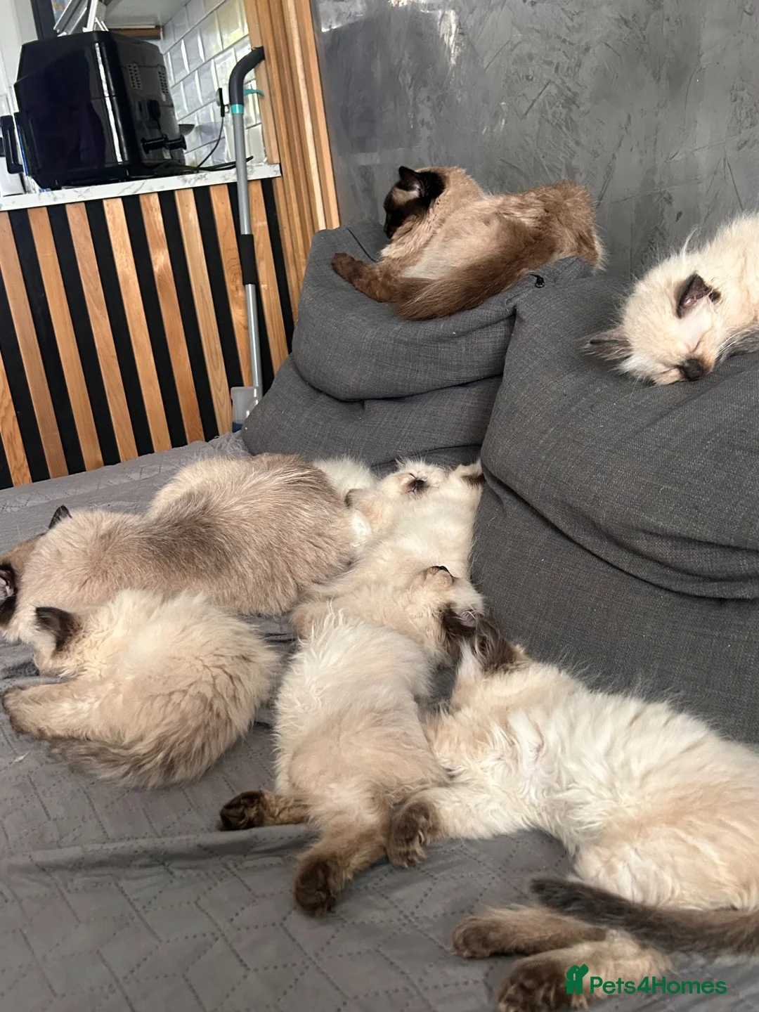 Ragdoll cats for sale: 6 pure Ragdoll kittens  in Paisley - Advert 2
