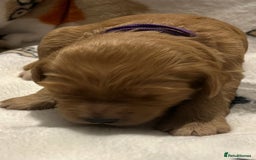 Mixed Breed dogs for sale: Mini Golden Doodle’s - Image 9