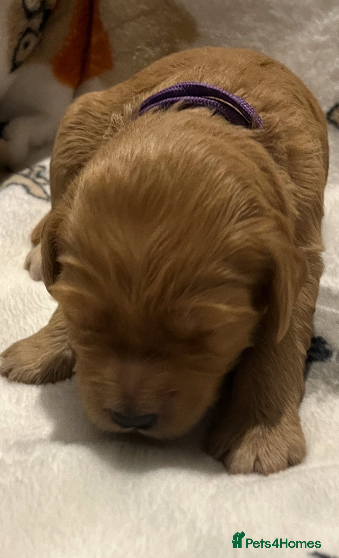 Mixed Breed dogs for sale: Mini Golden Doodle’s - Image 9